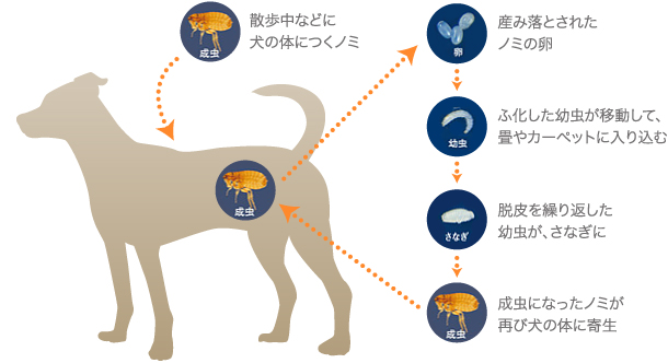 ノミのライフサイクル