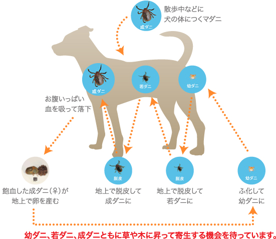 マダニのライフサイクル